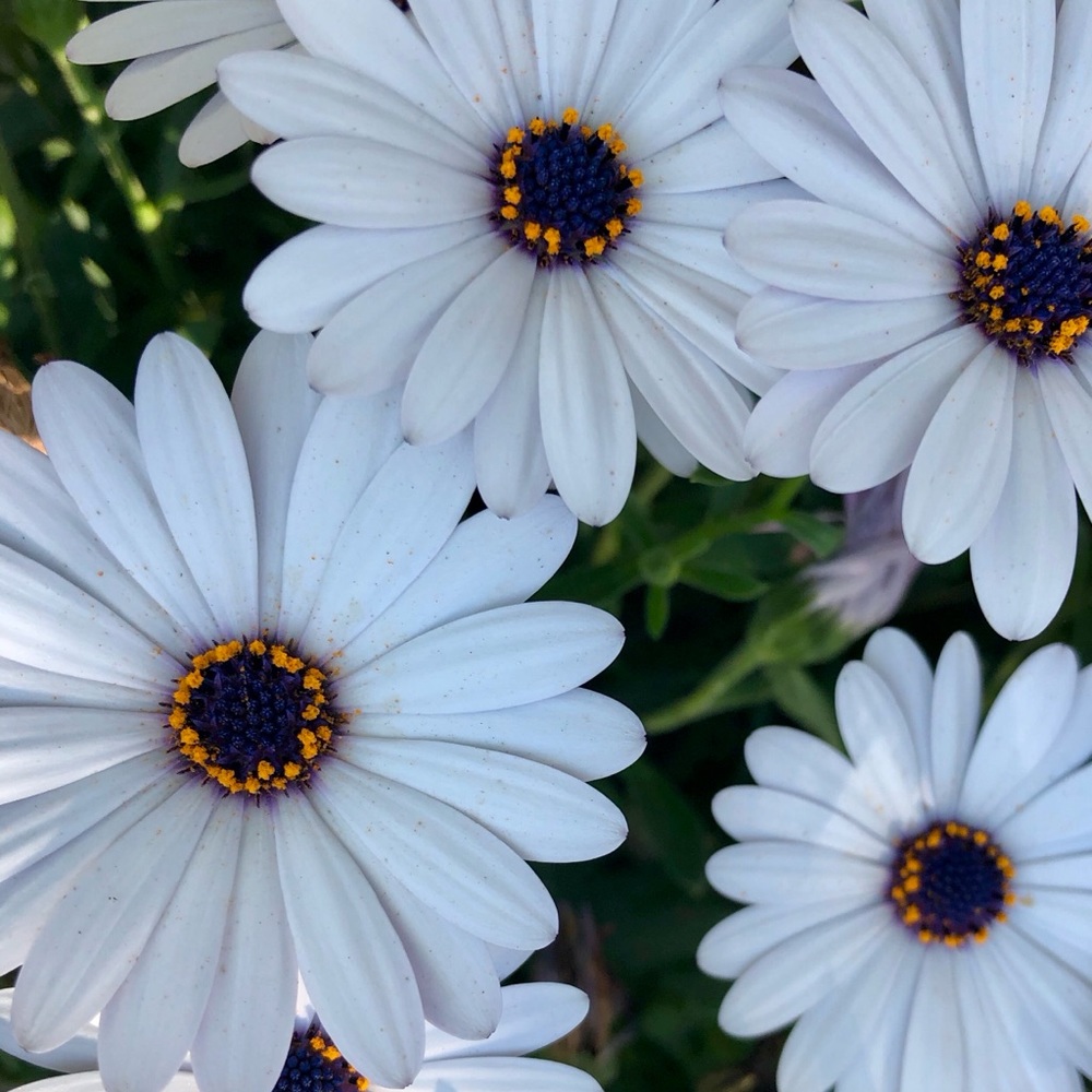 Meet your Posher, Beaux